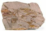 Rare, Lichid Trilobite With Eocrinoid Mortality (Pos/Neg) #255338-5